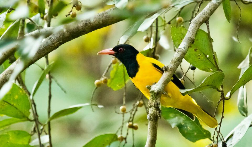 Malappuram Bird Atlas – Dry Season Starting on 13 Jan 2018
