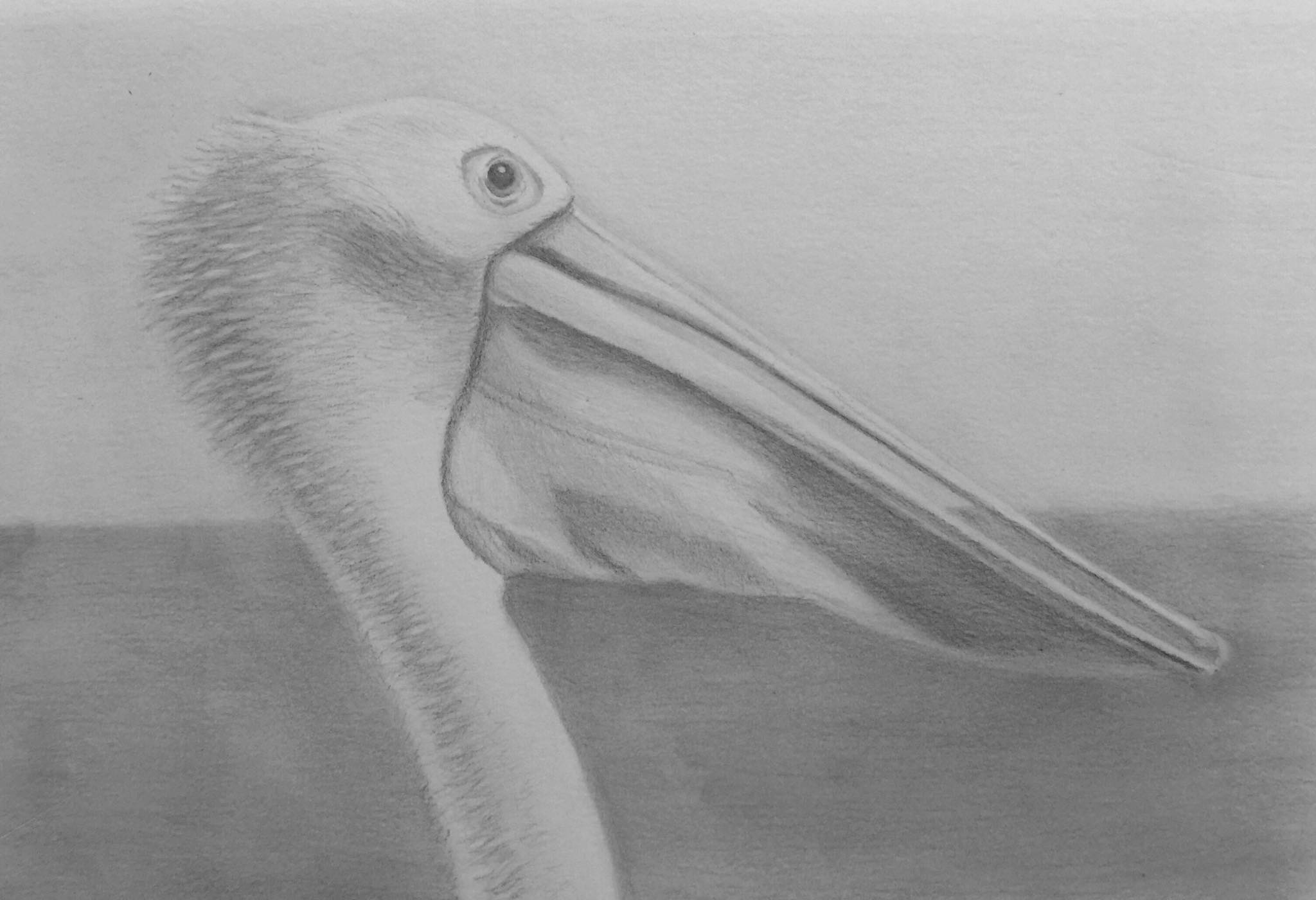 First Sketch in 2018; Pelican