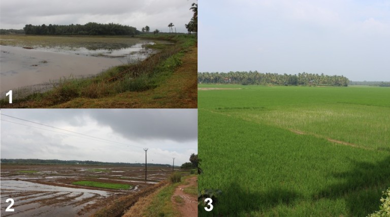 Rice Cultivation in Kole Wetlands of Kerala