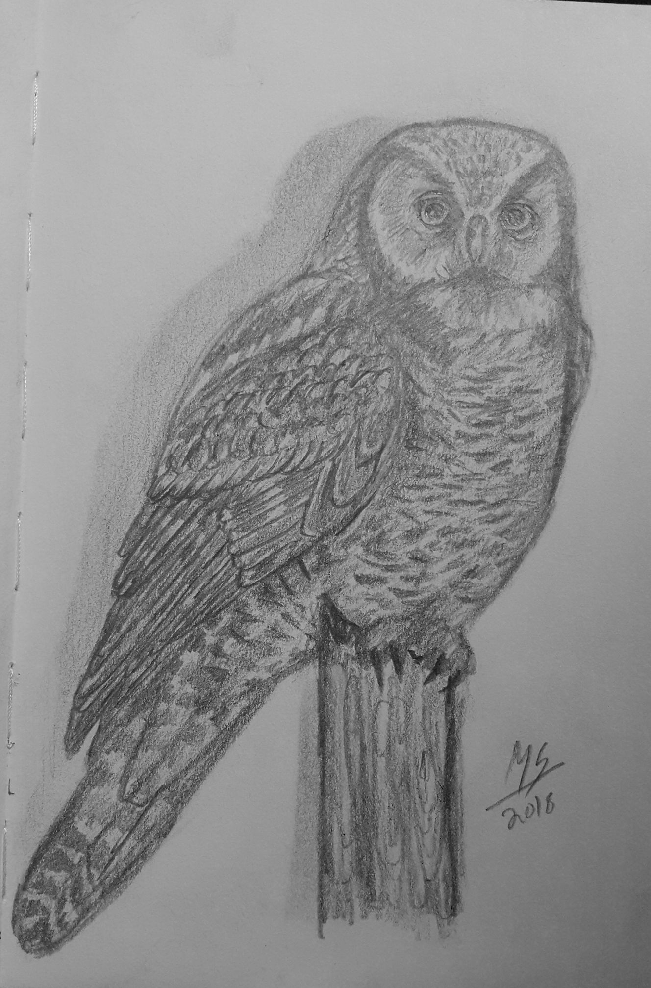 Northern Hawk Owl – Pencil Drawing by Mariam Shajahan
