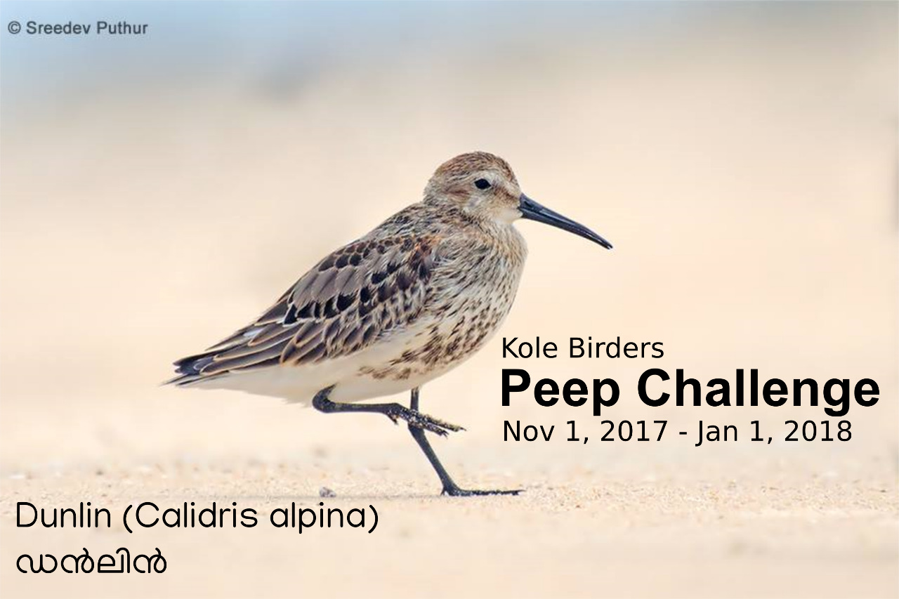 Twin Birding Challenge in Kole Wetlands!