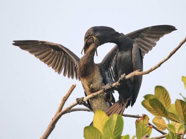 Urban birding in Thrissur.
