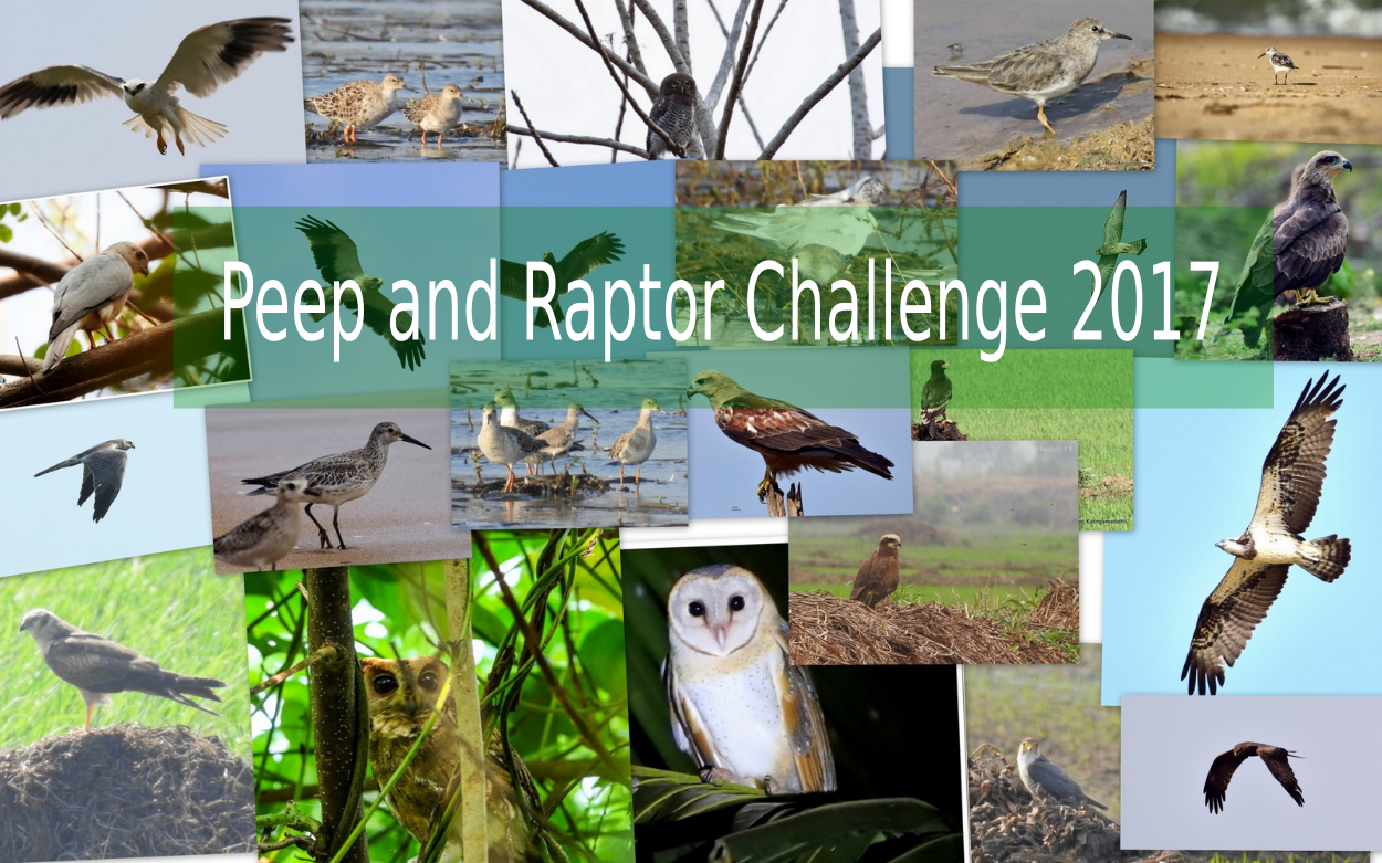 Peep and Raptor Challenge 2017 – Result