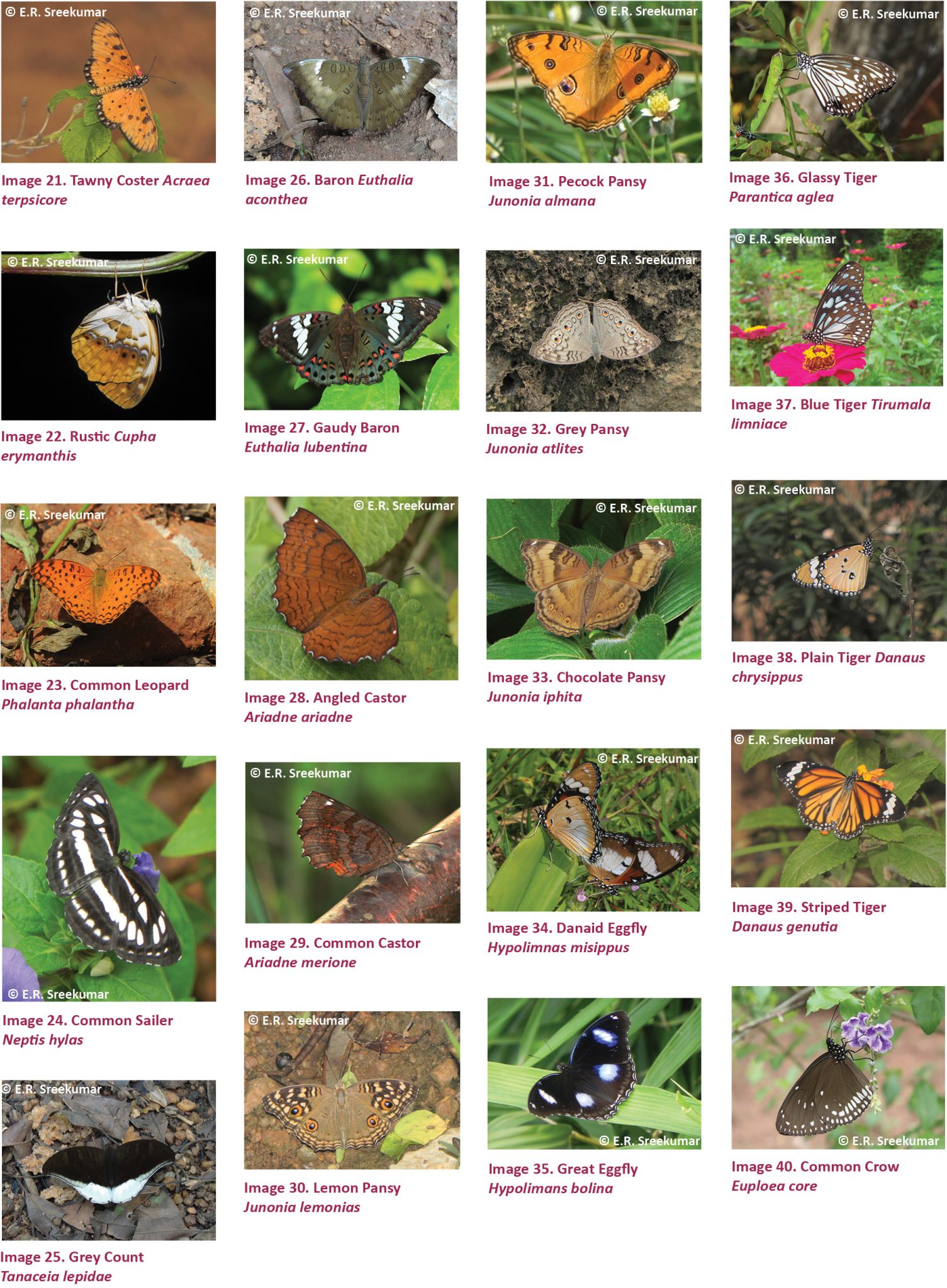 Butterflies of the Kole Wetlands, a Ramsar Site in Kerala, India