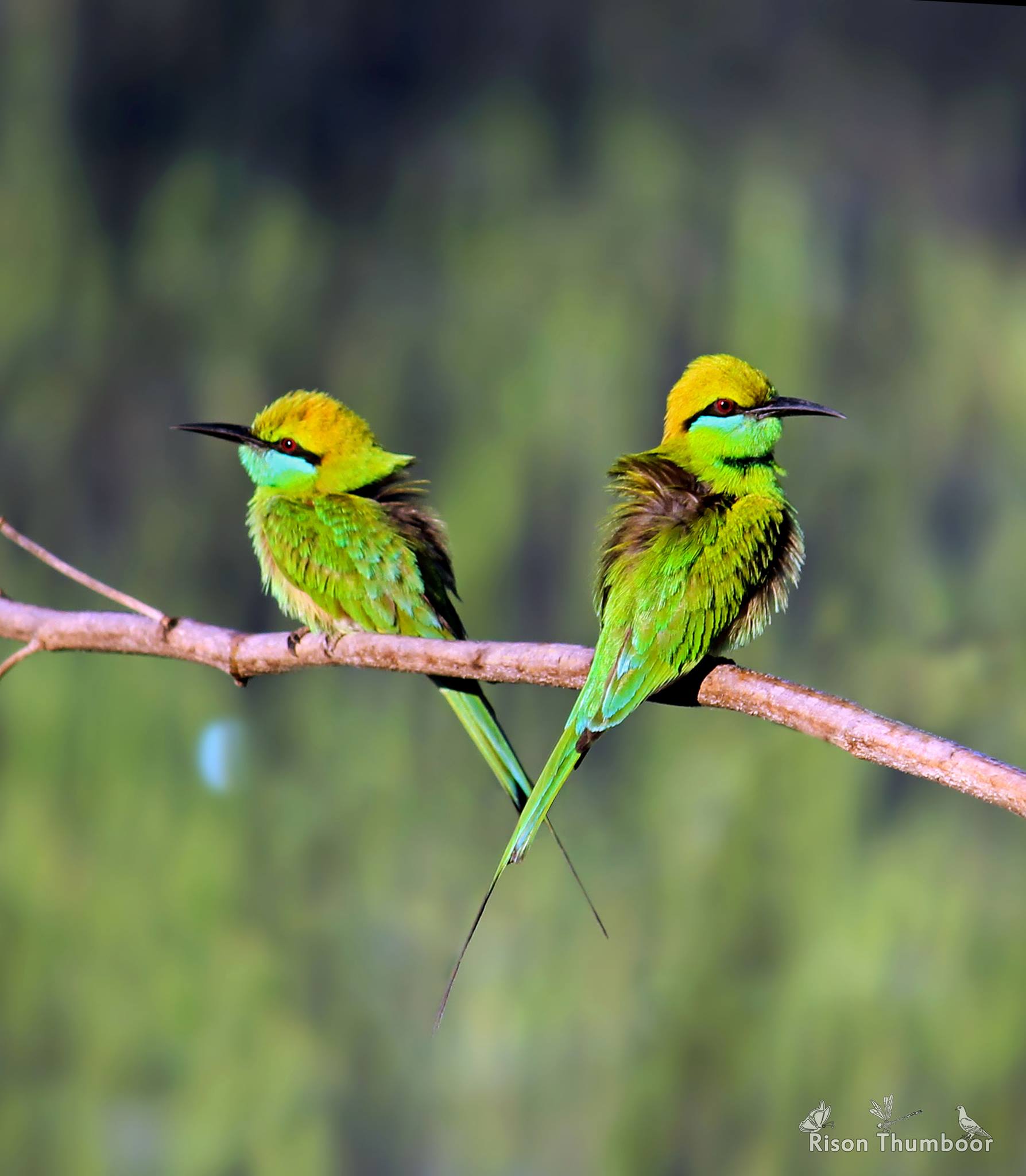 Green Bee Eaters (നാട്ടുവേലിത്തത്തകൾ)