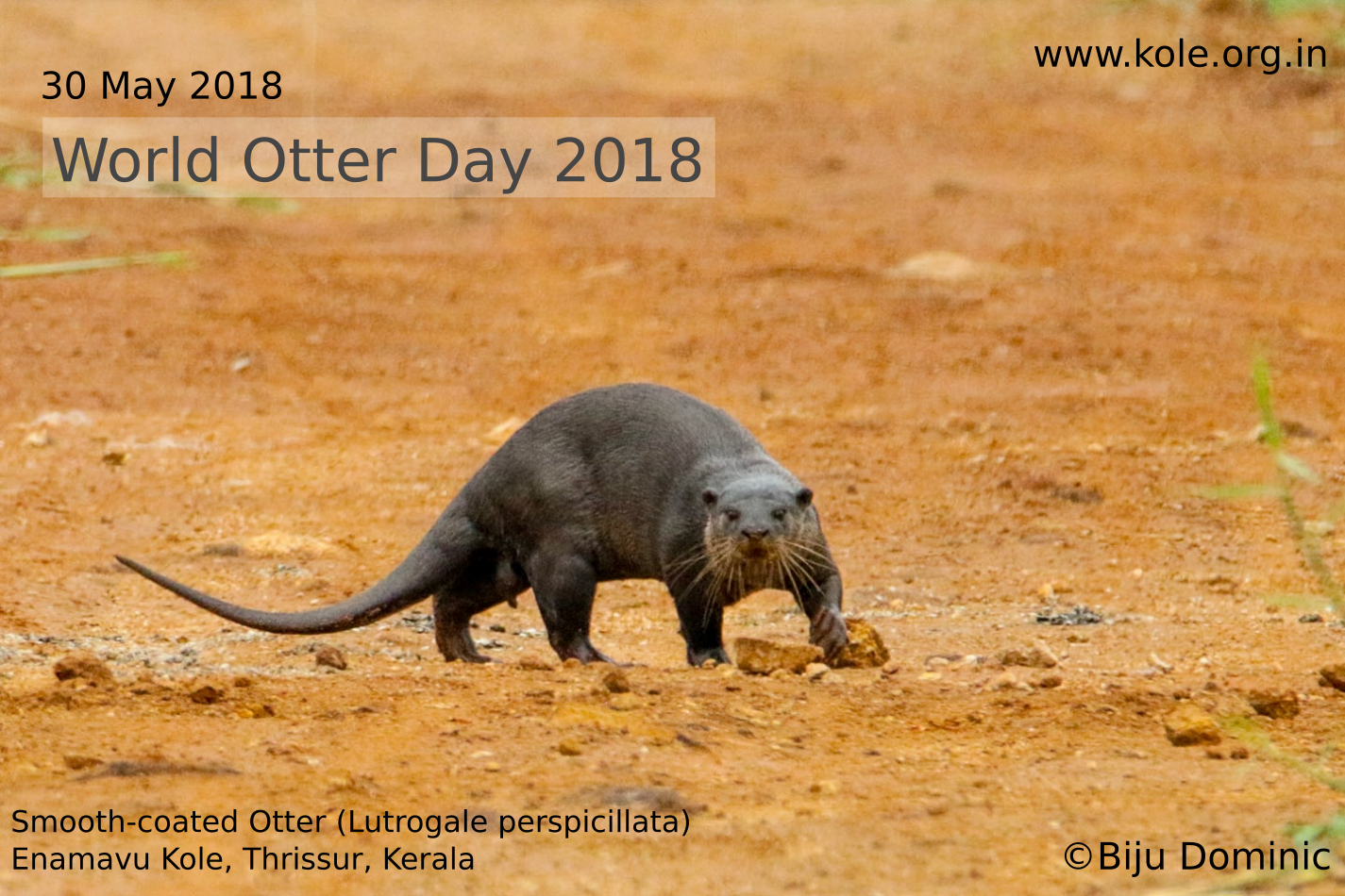 World Otter Day 2018