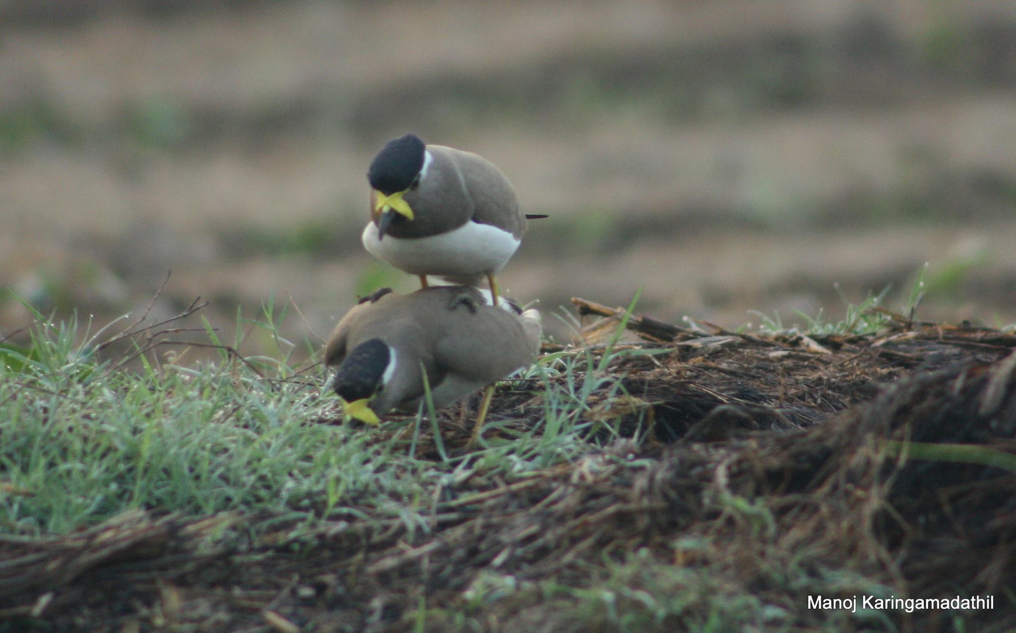 Breeding ecology of yellow- Wattled lapwing Vanellus malabaricus in the Kole Wetlands of Thrissur, Kerala