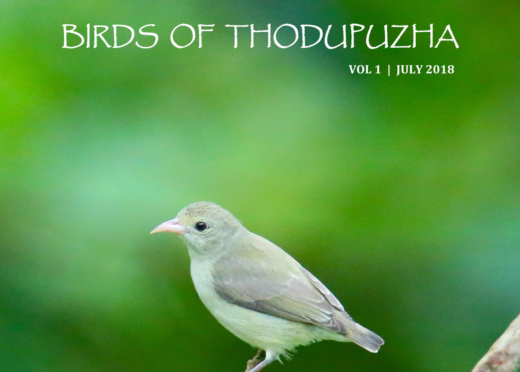 Birds of Thodupuzha – Vol 1 – July 2018