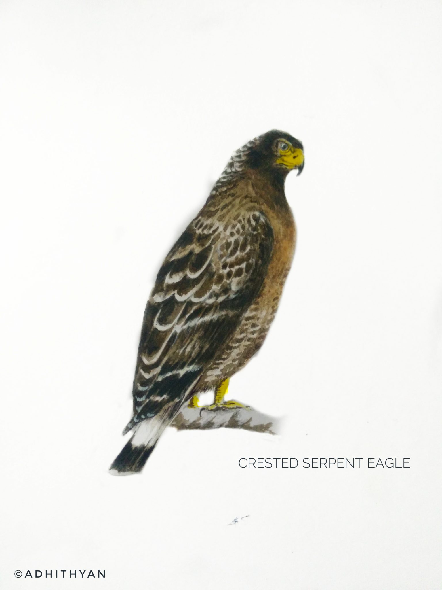 #2- Crested Serpent Eagle