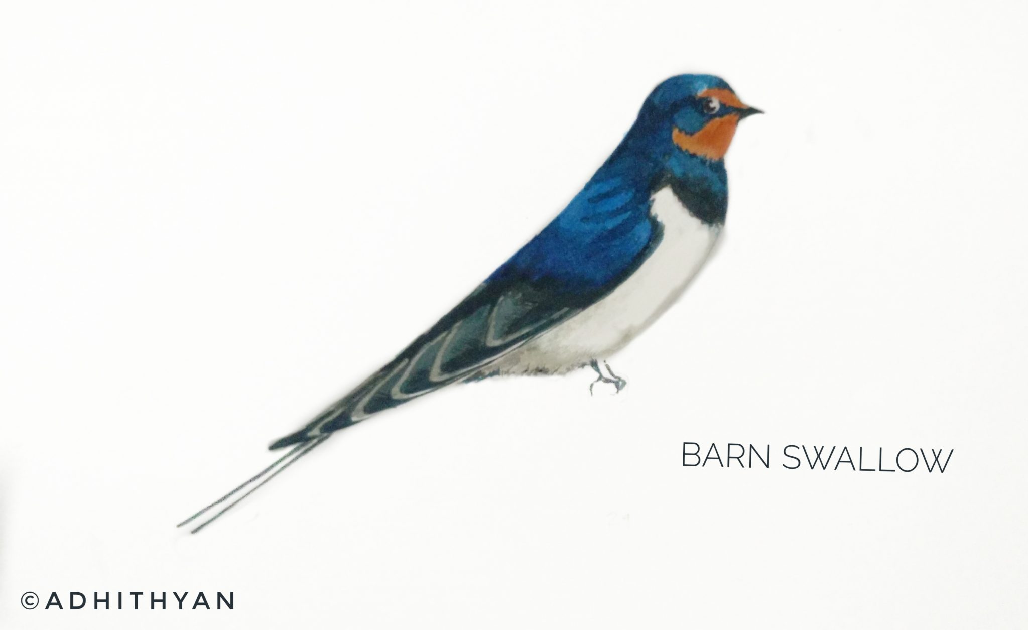 #7- Barn Swallow