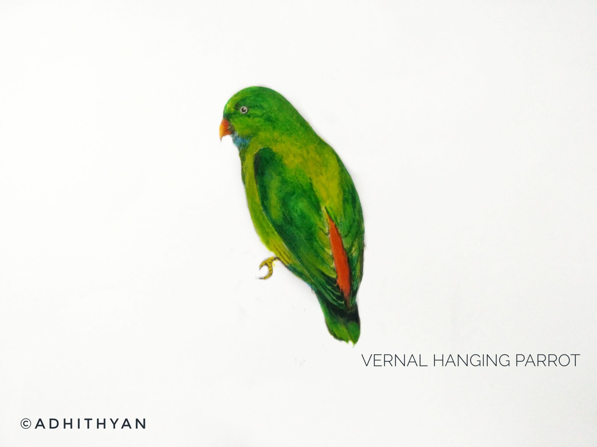 #6- Vernal Hanging Parrot