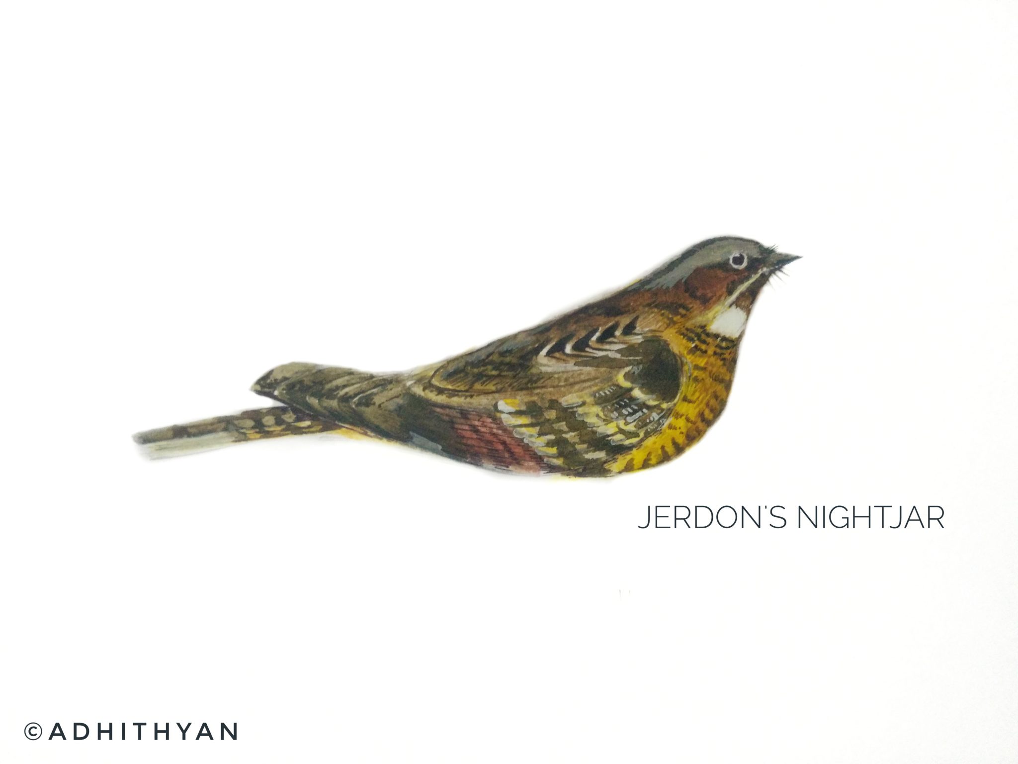 #5- Jerdon’s Nightjar