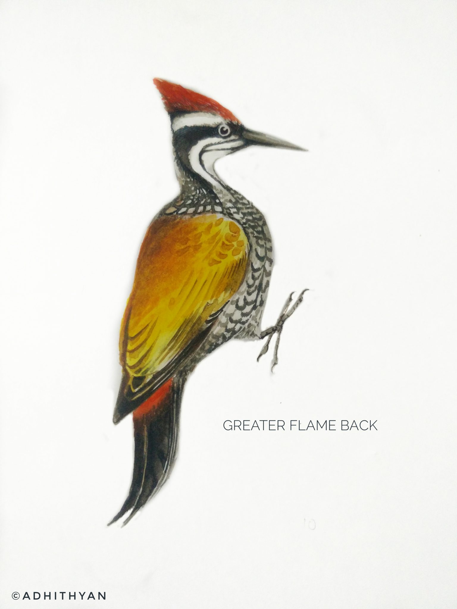 #4- Greater Flameback