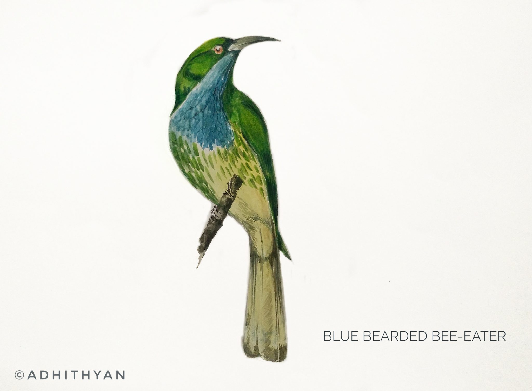 #9- Blue-bearded Bee-eater