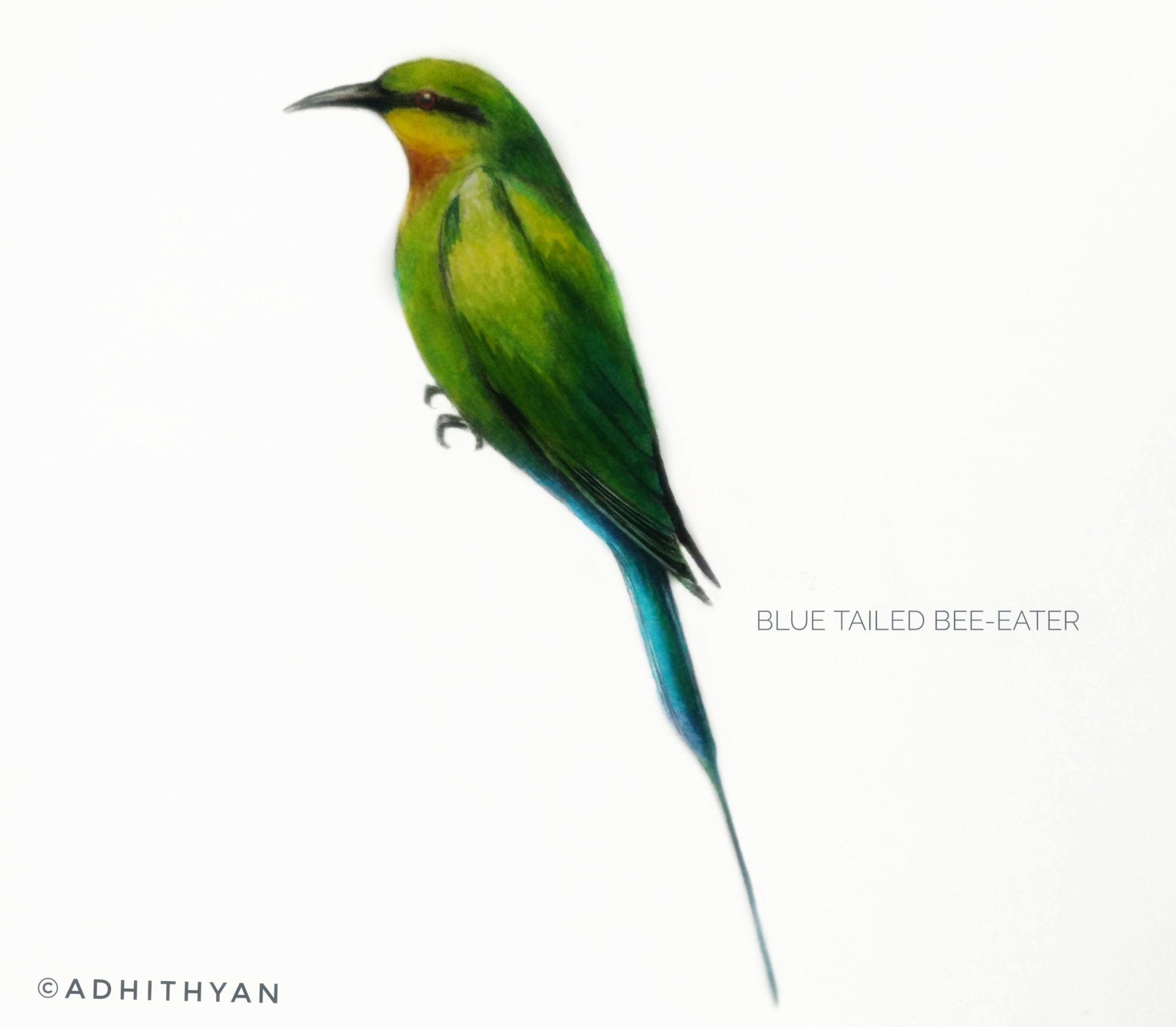 #15- Blue-tailed bee-eater