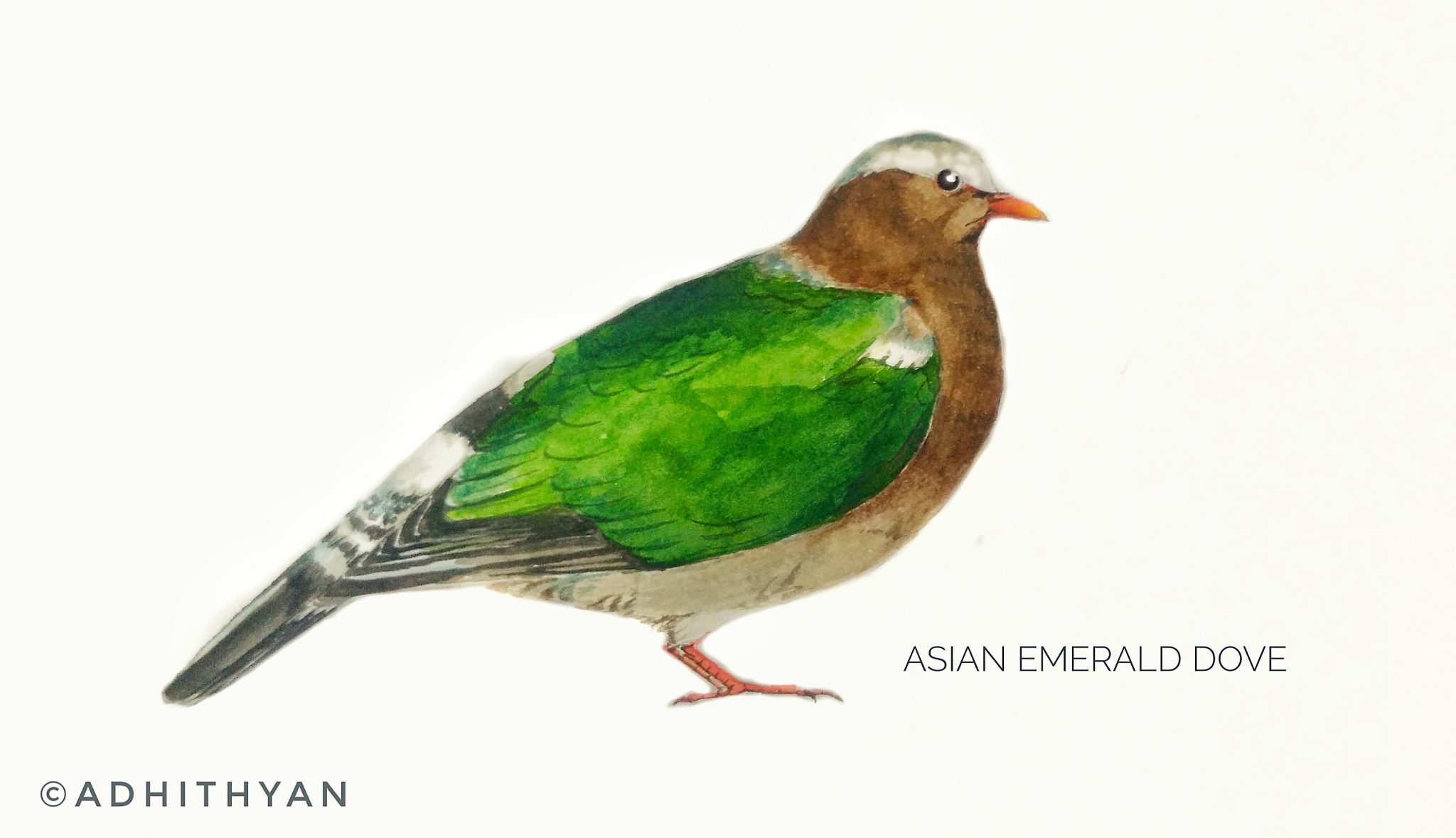 #17- Asian emerald dove