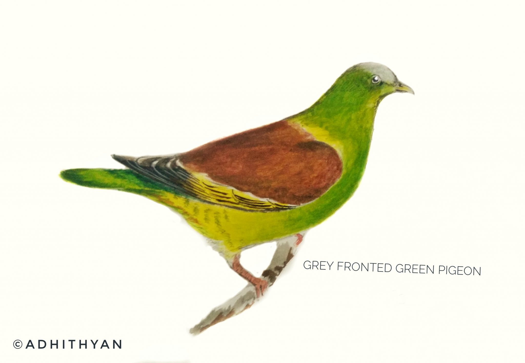 #16- Grey-fronted green pigeon