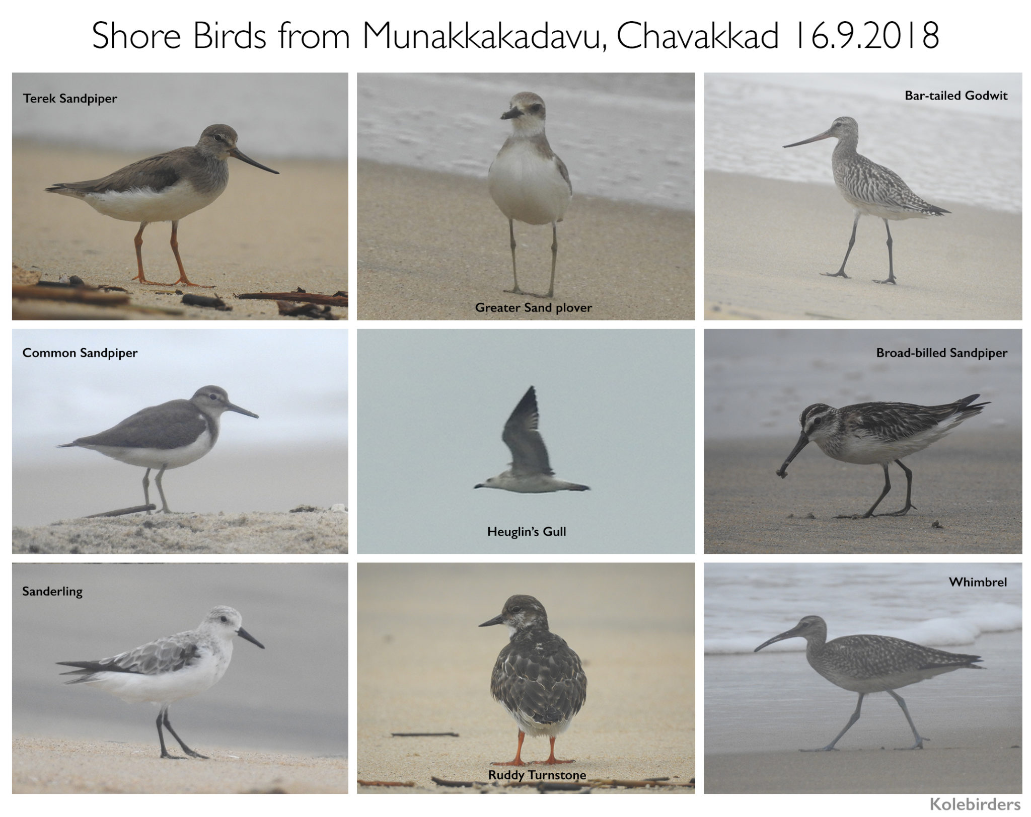 Shore birds of Munakkakadavu, Chavakkad 2018