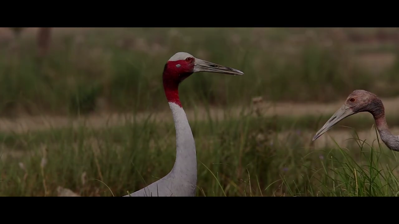 Birds of India – Trailer