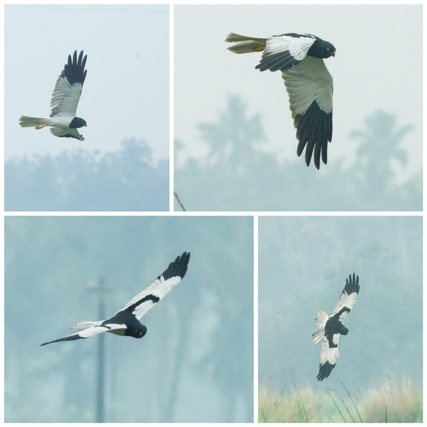 Pied Harrier.. Really a sweet Pie for birders across India