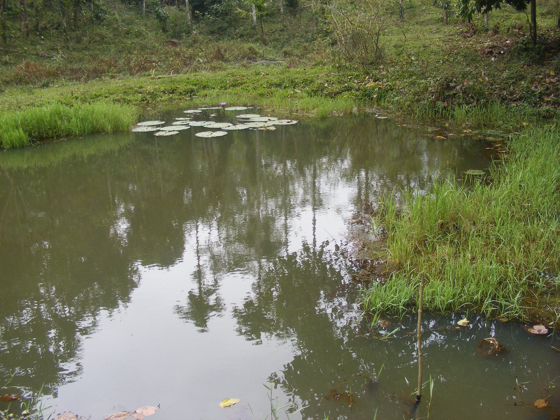 A Vegetated Pond – An Ideal Habitat for Odonata