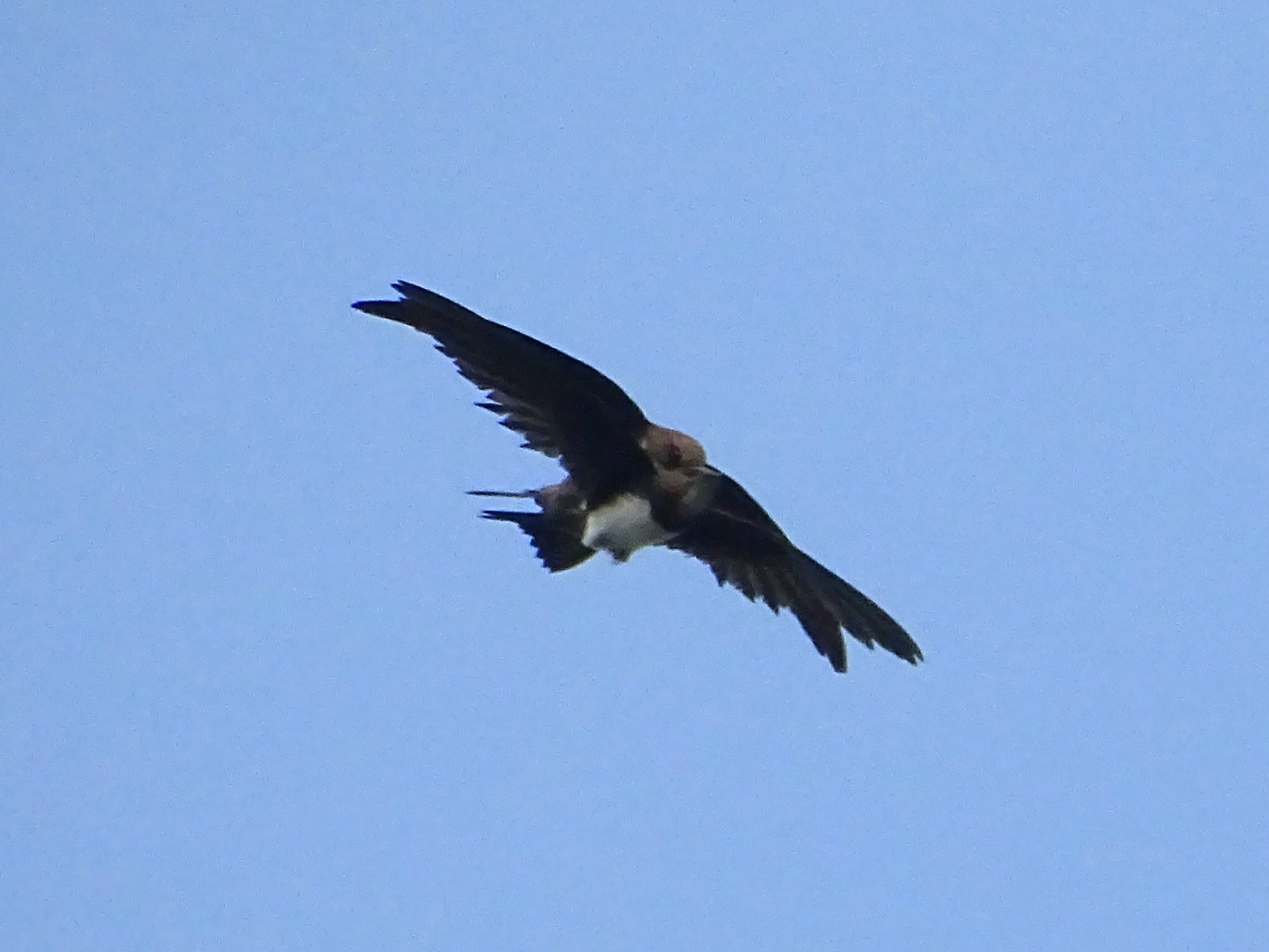 Alpine swift; Mate on the Wing