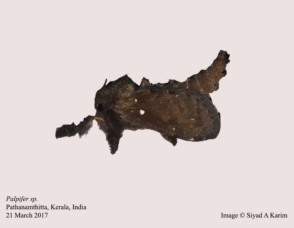 ഒരു നിശാശലഭത്തെ ഇന്ത്യയിൽ നിന്നും ആദ്യമായി കണ്ടെത്തിയപ്പോള്‍