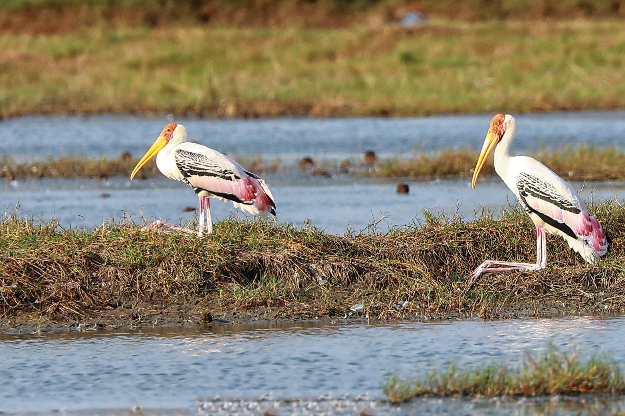 Painted Storks with forward bent ‘knees’