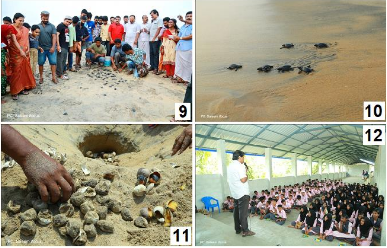 Conservation activities carried out on olive ridley turtles and observations on its hatching from Chavakkad beach, Kerala, India